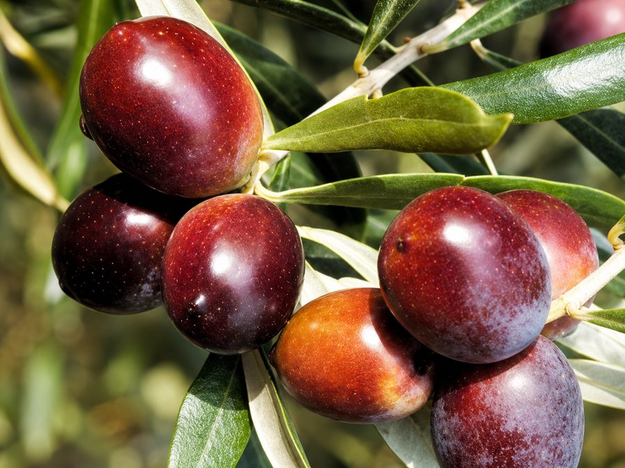 Olive della varietà Favolosa appena raccolte sul ramo