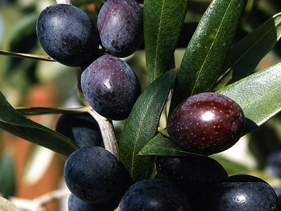 Olive della varietà Leccino appena raccolte sul ramo